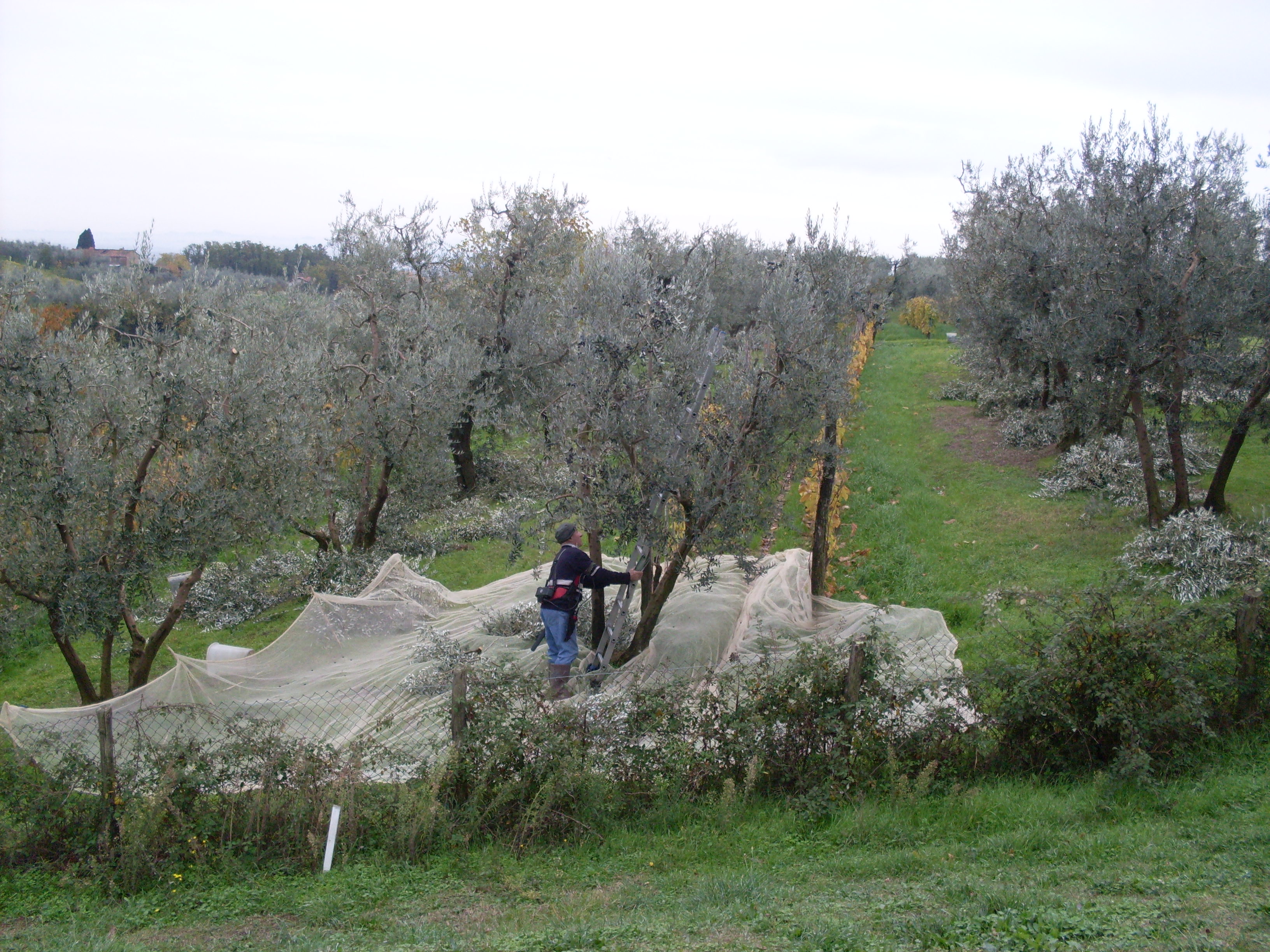 Paikallinen oliivinkerääjä