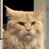 Profile picture of Elias