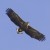 Profile picture of Haliaeetus Albicilla